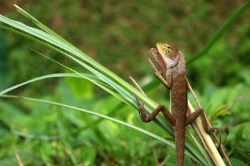 Lizard in a comfortable position in the garden.