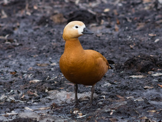 Female Ruddy shelduck Tadorna ferruginea on dirty ground, selective focus, shallow DOF