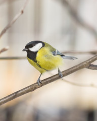 Obraz premium Great tit, Parus Major, close-up portrait on branch with bokeh background, selective focus, shallow DOF