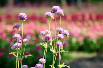 Purple "Globe Amaranth" flower