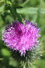 Flor morada de monte