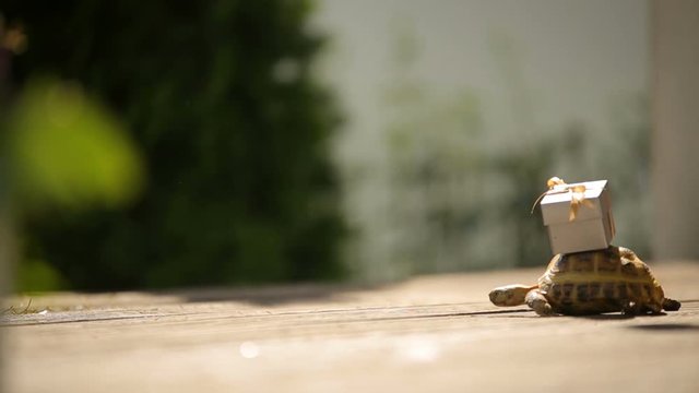 turtle with miniature surprise gift on a shell - reception wedding decorations advertising footage for logo