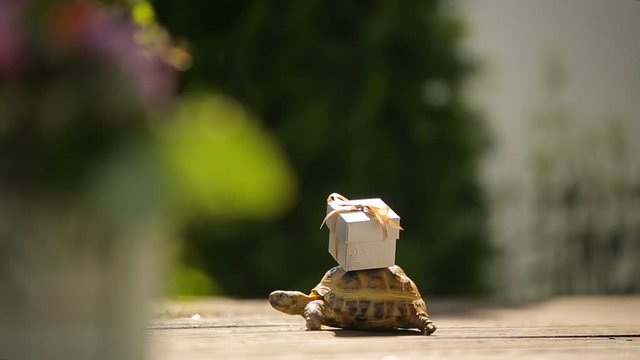 turtle with miniature surprise gift on a shell - reception wedding decorations advertising footage for logo