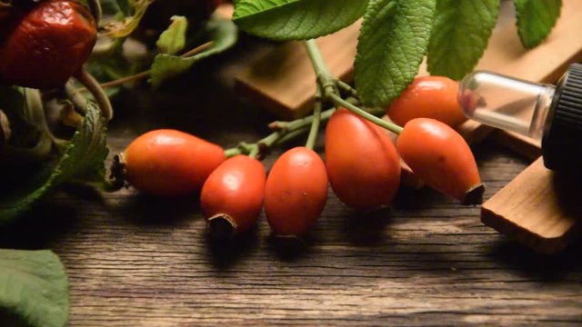 Rosa canina Rosal silvestre Hunds-Rose &Alpha;&gamma;&rho;&iota;&omicron;&tau;&rho;&iota;&alpha;&nu;&tau;&alpha;&phi;&upsilon;&lambda;&lambda;&iota;ά 狗蔷薇 Dog rose نسرين Rosier des Chiens Navadni &scaron;ipek Hundar&oacute;s イヌバラ Шиповник Erboristeria собачий R&oacute;ża video dzika Stenros 