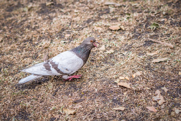 Brown pigeon walking with open beak over brown background