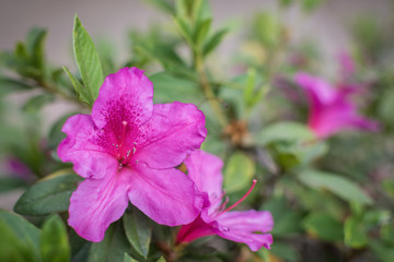 Rose flower over blurry green leaves