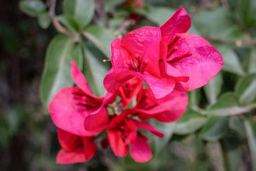 Naklejka na ściany i meble Rose flower and leaves closeup