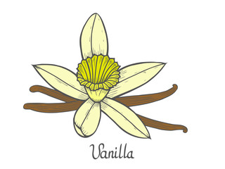 Vanilla flower plant