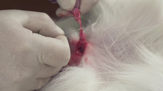 Operation on castration of dog close-up stock footage video