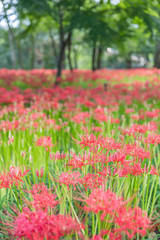 Close - up Red spider lily in autumn