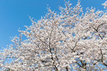 Japanese Sakura cherry blossom in spring season