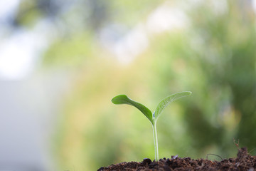 Growing young sprout