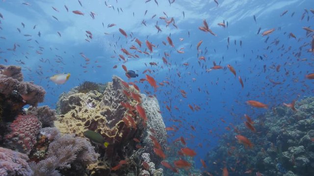 Coral reef with school of colorful small fish - anthias