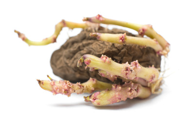 germinating potato