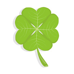 Clover, four-leafed clover, a symbol of luck. Realistic, green clover.