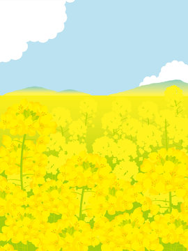 菜の花畑　背景イラスト