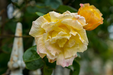 Yellow and orange roses with a fence