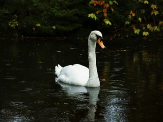 Irish Swan