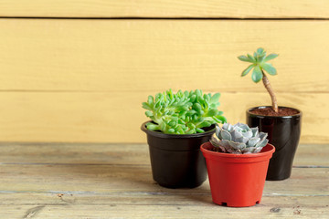 Succulent plants grouped on table