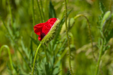 Lonely red poppy bud is going to come out from the bud