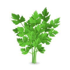 Realistic Detailed 3d Green Raw Parsley. Vector