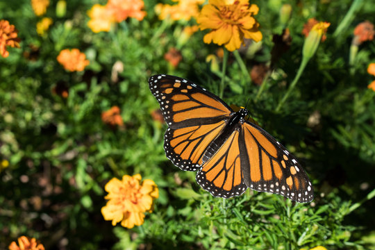 Beautiful monarch butterfly lands on flowers in my garden.