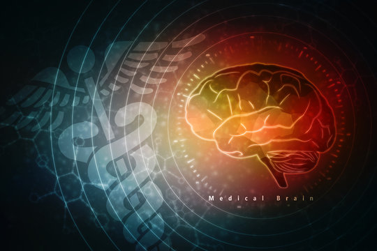 Human brain 2d illustration
