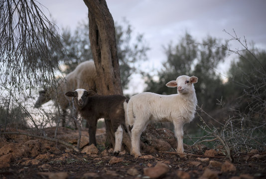 Flock of Mediterranean Sheep with Snowy Lambs in Olive Grove in Winter