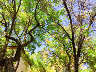 Trees in spring time