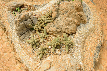 Group of Many cactus species on gravel growing in greenhouse