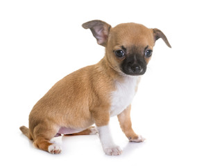 puppy chihuahua in studio