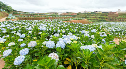 Panoramic view of the field of hydrangea flowers seen from above on the morning of winter with thousands of flowers blooming beautiful hills to see the beautiful hills.