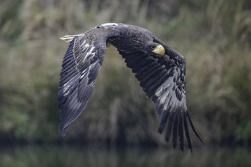 Closeup of a Stellers sea eagle (Haliaeetus pelagicus) in flight with vegetation in the background