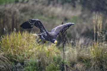 Closeup of a Stellers sea eagle (Haliaeetus pelagicus) in flight with vegetation in the background
