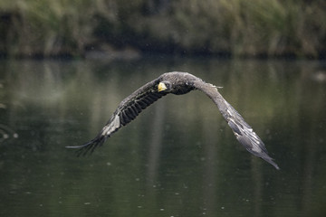 Closeup of a Stellers sea eagle (Haliaeetus pelagicus) in flight with vegetation in the background