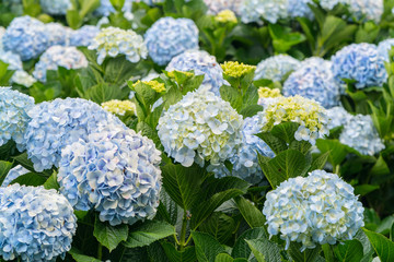 Close-up of hydrangeas with hundreds of flowers blooming all the hills in the beautiful winter morning to see.