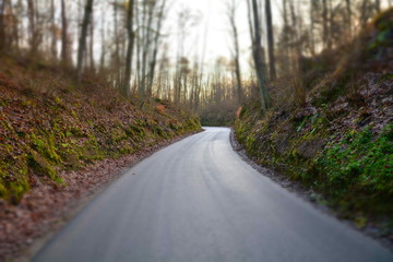 droga asfaltowa przez las © robert6666