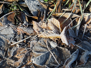 Hojas heladas caídas en invierno