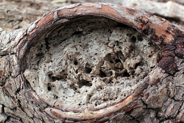 the bark of the tree with the hole in the crocodile's eyes
