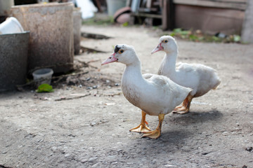 Gooses walk the earth /domestic cattle in Russia / poultry from the village
