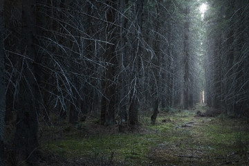 path in the moody dark coniferous forest