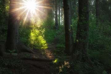 path in the forest illuminated by sunlight