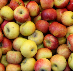 background of beautiful ripe yellow and red apples
