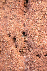 ant nest or home on the red rocket
