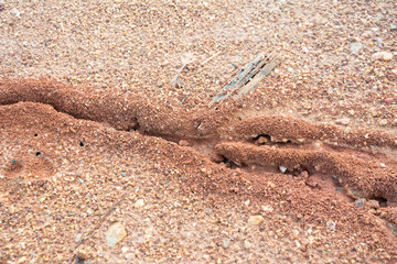 ant nest or home on the red rocket