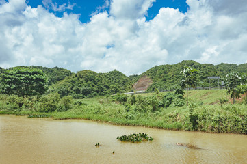 Rocky river bank with plants in the tropical forest. View of the brown dirty water.