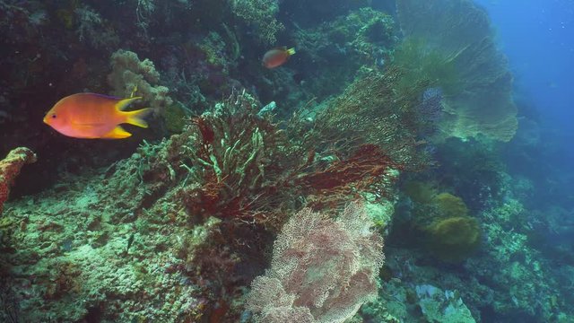 Fish and coral reef. Dive, underwater world, corals and tropical fish. Bali,Indonesia. Diving and snorkeling in the tropical sea. Wonderful and beautiful underwater world with corals and tropical fish