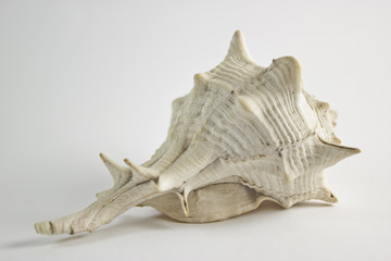 Hard Shelled Sea Shell Back View