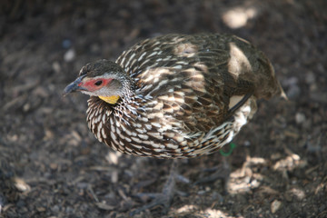 Bird
