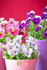 purple violet pansies red background